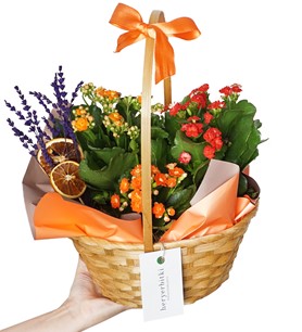 Kalanchoe (Kalanşo Çiçek Sepeti)