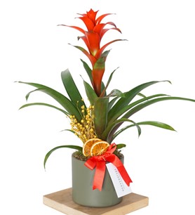 Guzmania Gift (Hediye Guzmanya Çiçeği