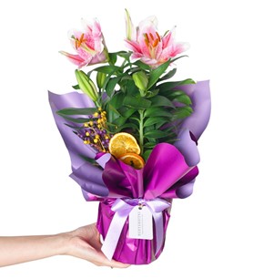 Lilium Gift (Hediye Kokulu Lilyum Çiçeği
