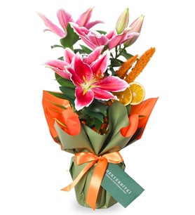 Sunset Lily (Kokulu Hediye Lilyum)