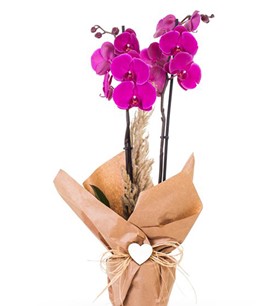 samsun çiçekçileri, samsun atakumda çiçekçi